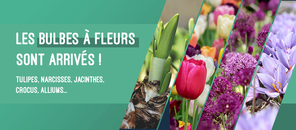 Les bulbes à fleurs sont arrivés !